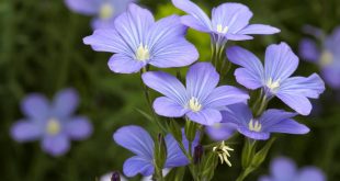 dolomita naturala