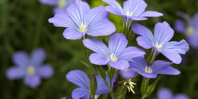 dolomita naturala